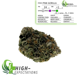PINK GORILLA